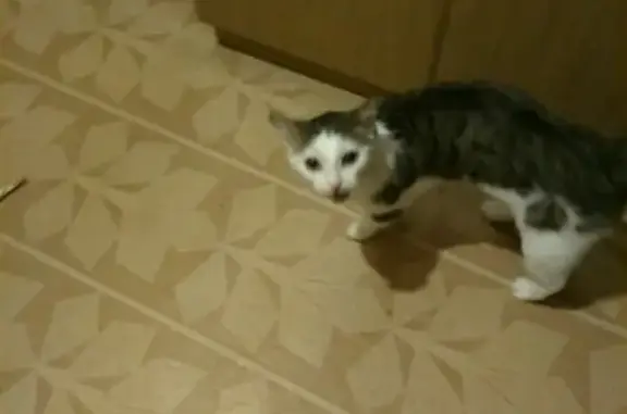 Пропала кошка и кот в Вуктыле, Республика Коми.