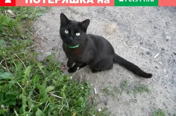 Найден хромой кот в Ситниках, Смоленск.