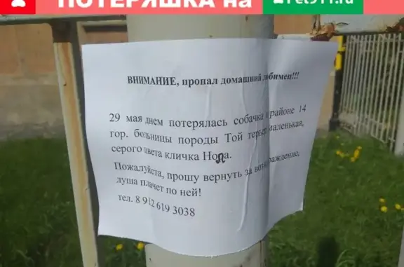 Пропала собака Нола в районе 14 гор. больницы, Екатеринбург