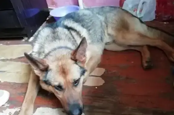 Найдена собака в Пролетарском районе, ищем новых хозяев