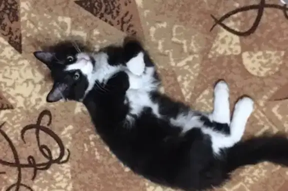 Кошки потеряшки, Москва, фото: Потеряшка котенок с Коломенской, вознаграждение!