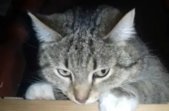 Пропала кошка в Нагулино, просьба о помощи.