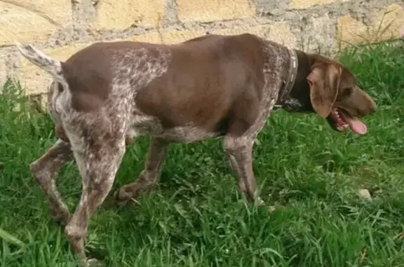 Пропала собака Курцхаар в Октябрьском районе, Ставрополь