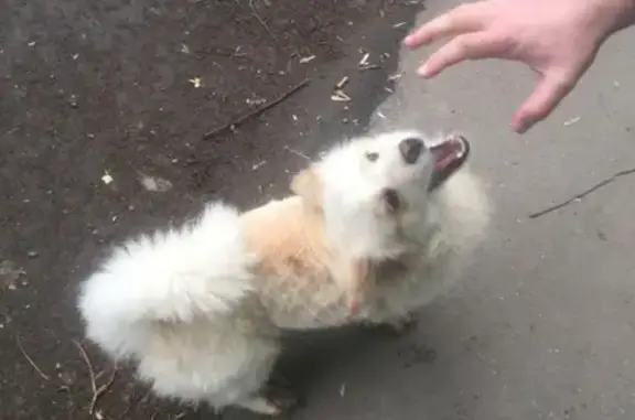 Найдена милая собачка в Первомайском, возможно потерянная, звоните!