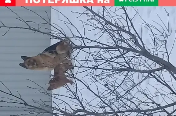 Пропала собака Альфа в Александрове на улице Спасской