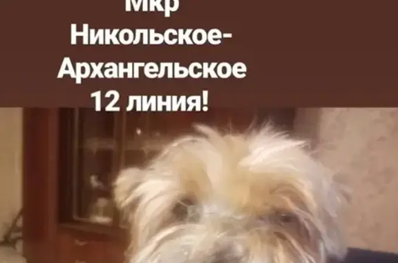 Пропала собака в мкр Никольское-Архангельское, нужна помощь