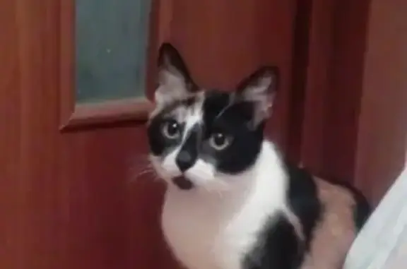 Пропала кошка Жужа возле бани в Дятьково