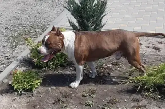 Найдена собака в Батайске
