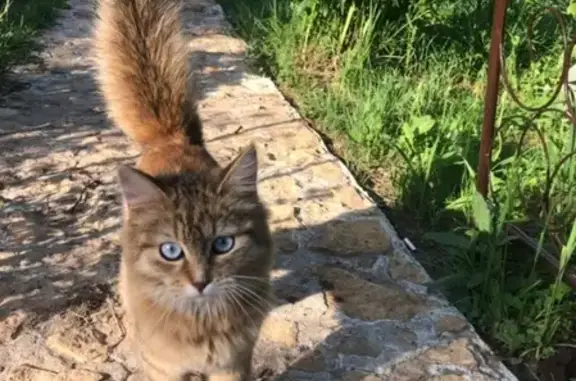 Потерянная кошка в Коломне, на даче в Сычево