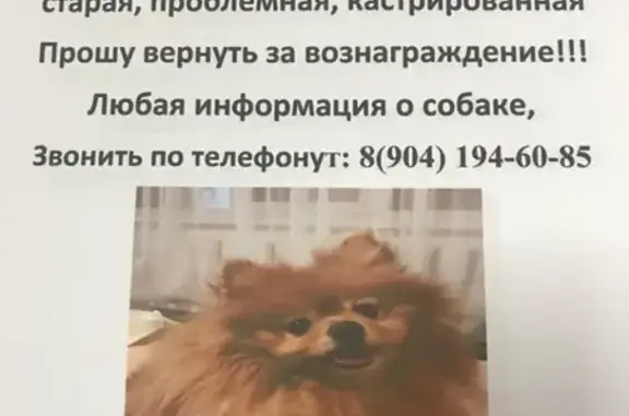 Собаки потеряшки, Ульяновск, фото: Потеряшка собака Шпиц в Ульяновске, вознаграждение 50000
