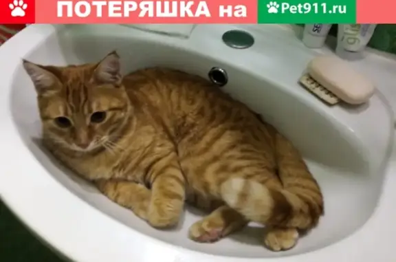 Пропал кот на ул. Коминтерна 3, Ивантеевка.