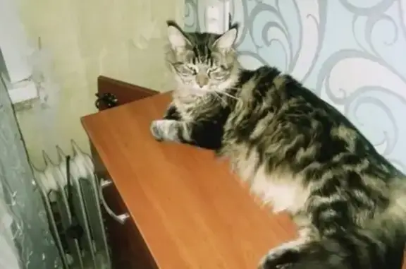 Пропала кошка на Вахрушева в Новомосковске