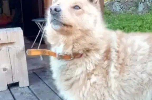 Найдена собака в Лахденпохье, Карелия