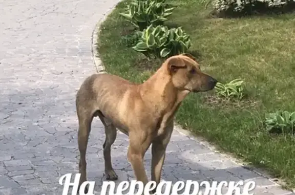 Найдена собака в Московском районе