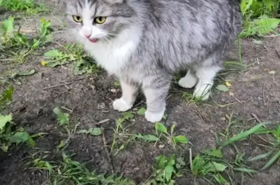 Найдена кошка в СПб, Невский район, Пролетарская