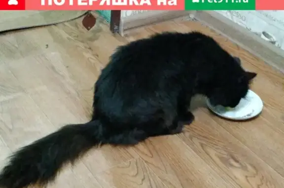 Найден чёрный кот возле дома на Ярыгина 56