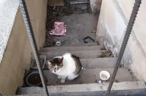 Найден кот в Невском районе, м. Ломоносовская