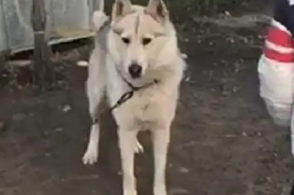 Пропала собака Белый в Нальчике
