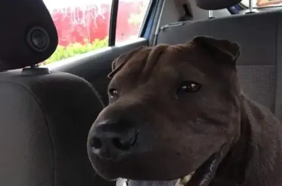 Найдена собака, Зудилово, фото: Найдена собака в Зудилово. Ищем хозяина