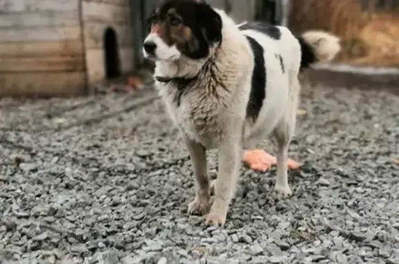 Объявления о пропавших и найденных животных, село Учалы, фото: Пропала собака Дина в селе Учалы, Республика Башкортостан