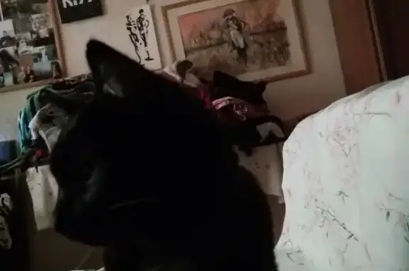 Кошки потеряшки, Москва, фото: Потеряшка кошка на Нарвской, 15 к2 - помогите найти!