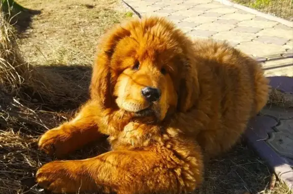 Пропал щенок тибетского мастифа в Киржаче, Владимирская область