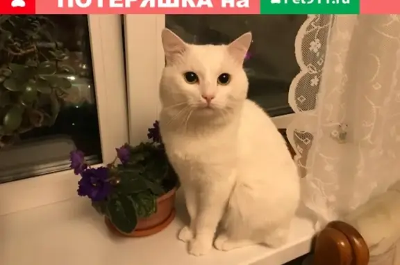 Кошки потеряшки, посёлок городского типа Межозёрный, фото: Потеряшка кот Пушок, Межозерный, вознаграждение!