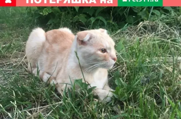 Найден персиковый кот на Клубной рядом с Хладко #информация #кот
