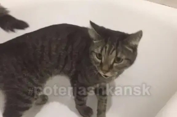 Найден кот на Станиславского, 4