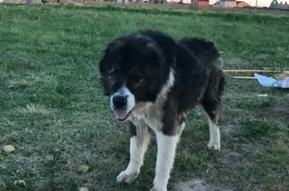 Собака найдена в Твери, ищем старого или нового хозяина!