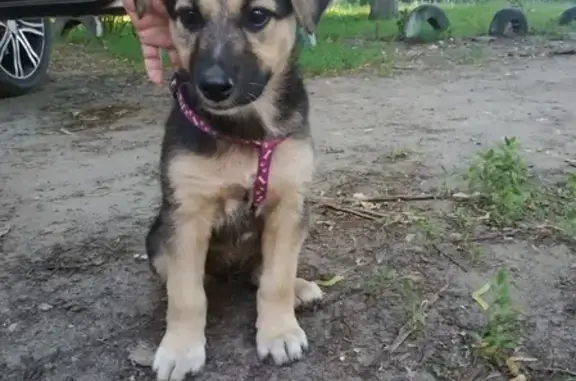 Найден щенок в Черняховского 6, репост просьба