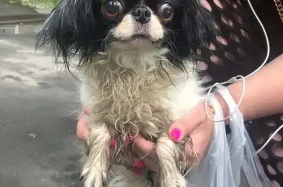 Найдена собака, Москва, фото: Найдена собака на Большом Коптевском проезде