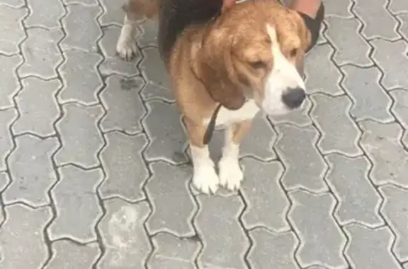 Найдена собака в д. Маришкино, Воскресенский р-н