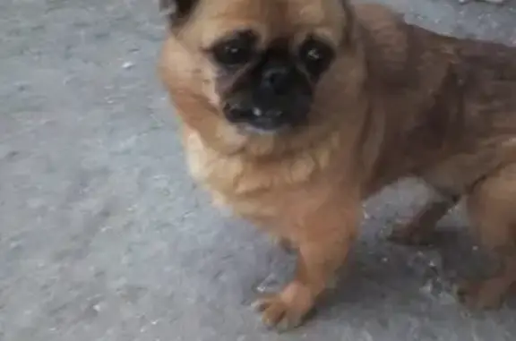 Найдена собака в Каменск-Шахтинском!