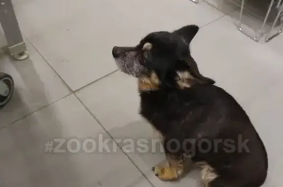 Найдена собака, Красногорск, фото: Найдена собака в мкр. Южный, ищет хозяев