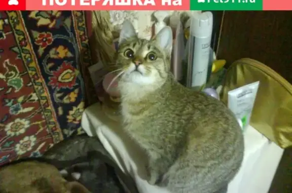 Пропала кошка в Ярославле, ул. Герцена, без хвоста!