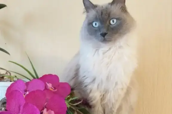 Кошки потеряшки, Тольятти, фото: Потеряшка кот 