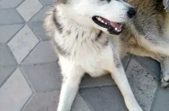 Собака без хозяина возле Макси, Петрозаводск