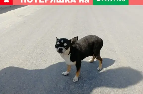 Найдена собака в районе Кировки, Сергиев Посад