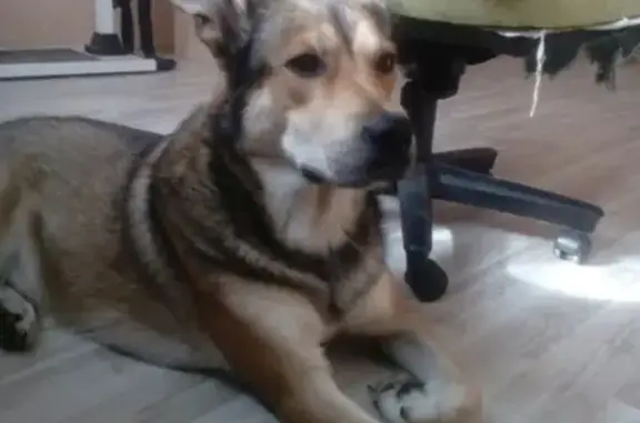 Пропала собака Вуди в Мурманске