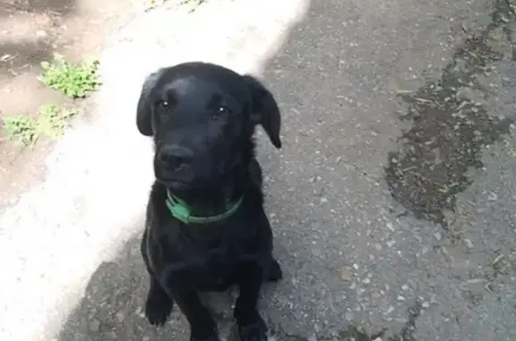 Найден щенок на улице Зенцова в Уфе