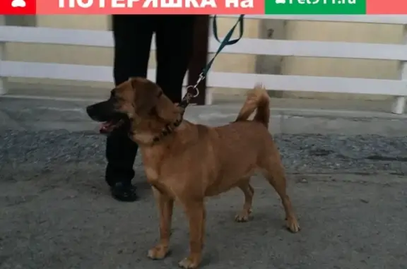 Найдена собака в Екатеринбурге, район Птицефабрика.