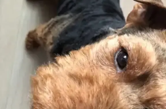 Потерянные животные Новокузнецк, фото: Пропала собака Даймонд, породы вельштерьер, на даче 113 км рядом с переездом, нуждается в лечении, тел.