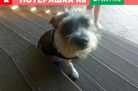 Найдена собака возле ресторана Киш Миш в Тюмени
