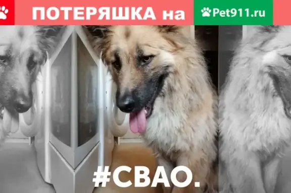 Найдена собака у метро Тимирязевская