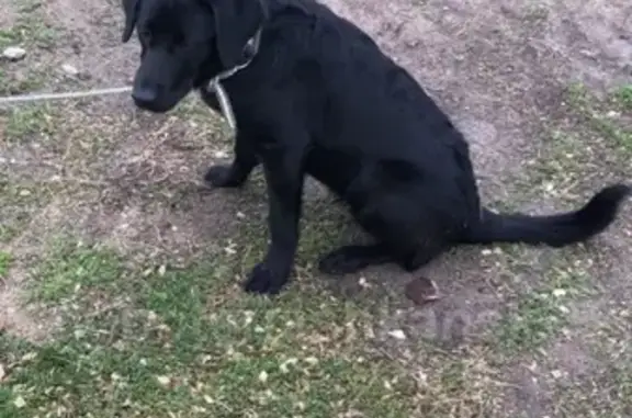 Найдена собака возле Лаки Парка, ищем хозяина!