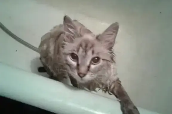 Найдена тайская кошка на Мельникайте, Тюмень