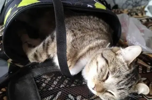 Кошки потеряшки, Курган, фото: Потеряшка кошка в Кургане, помогите найти!