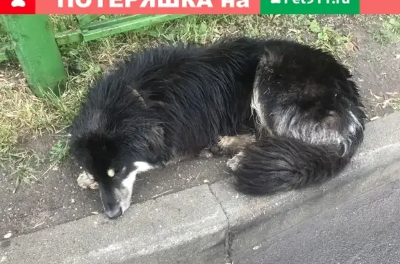 Собака найдена на ул. Грекова, Москва, 31 мая в 10:00 (31 символ)