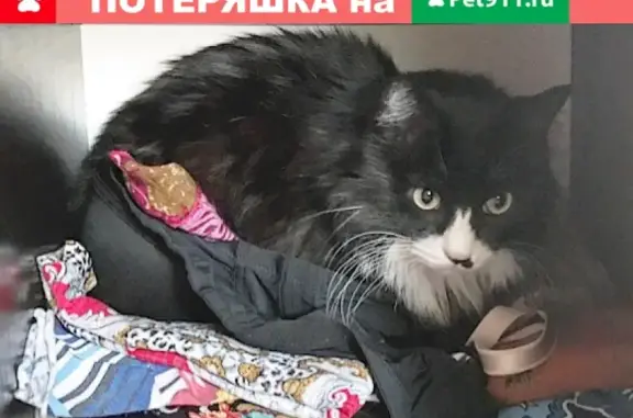 Пропал кот Кузя на улице Горького, дом 9.